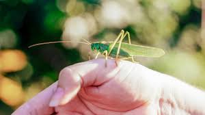 Do Grasshoppers Bite Facts And Potential Side Effects