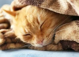 Cats' normal heart and respiratory rates and temperatures are different from humans'. Cat Hypothermia Symptoms Hypothermia In Cats Petmd