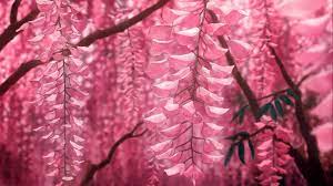 Pink Wisteria Flower Flowers Beautiful Flowers Pink
