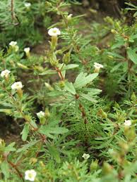 Image result for Pleurolobus salicifolius