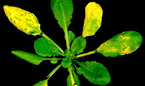 Image result for Pseudomonas syringae