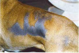 These dogs have hair loss, crusting, and red or black skin. Dog Skin Turning Black On Belly Itching Hair Loss Dogs Cats Pets