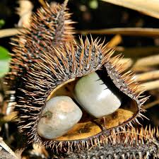 Image result for Guilandina bonduc