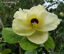 Image result for Bauhinia tomentosa