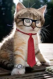 Enjoy the meme 'lawyer cat' uploaded by joeym31. 8 Lawyer Cat Ideas Crazy Cats Legal Humor Cats