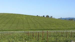 Turf guard window film protects your artificial turf, natural grass, and vinyl siding by reducing the sun's damaging reflection off of your home or business's windows. The Story Of The Windows Xp Bliss Desktop Theme And What It Looks Like Today Pcworld