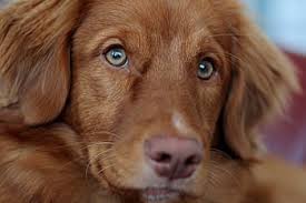 We did not find results for: Royalty Free Nova Scotia Duck Tolling Retriever Photos Free Download Pxfuel