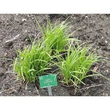 Image result for Carex