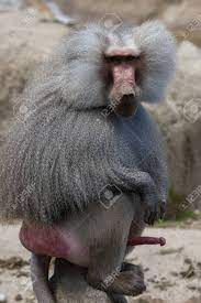 Hamadryas Baboon (Papio Hamadryas). Male Monkey With Erected Penis.  Wildlife Animal. Stock Photo, Picture and Royalty Free Image. Image  63663466.