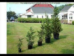 Our leyland cypress tree is one of the fastest growing evergreens! 5 6 Ft Potted Leyland Cypress Trees From Highland Hill Farm Doylestown Pa Youtube