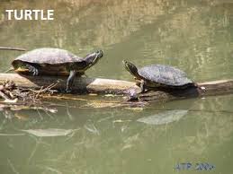 The bottom of a turtle's shell (called the plastron) is also used as an indicator for determining gender in turtles. Turtle Faq S Central Mississippi Turtle Rescue