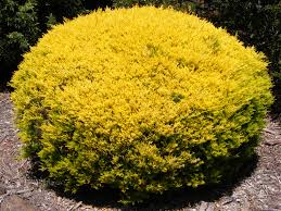 Image result for Colletoecema