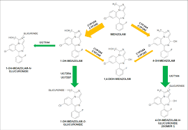 The Metabolism Of Mdz The Metabolism Of Mdz Involves Two Enzymatic Download Scientific Diagram
