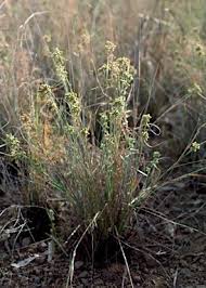 Image result for Fuirena ciliaris