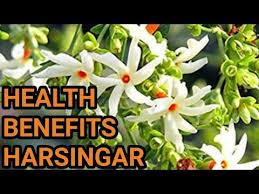 Amezing Health Benefits Video Of Harsringar Parijat Ke Ayurvedic Medicinal Benefits Youtube In 2020 Health Benefits Health Happy Life