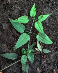 Image result for Rubia cordifolia