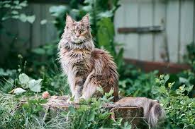 ‪Is My Cat a Maine Coon Cat? | Schertz Animal Hospital‬‏