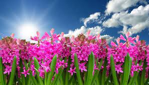 Check spelling or type a new query. Hyacinth Flower Meaning Symbolism And Colors