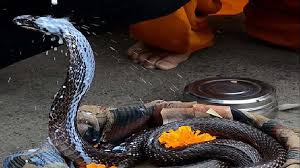 Puja timings for nag panchami. 0vx9b3widpldym