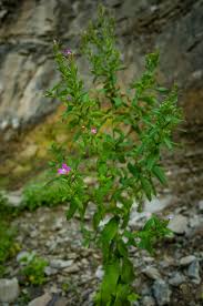 Image result for Epilobium hirsutum