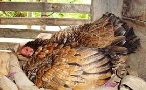 Mengetahui tekanan air.tipe aliran darahnya adalah peredaran darah tunggal, yaitu darah mengalir dari jantung melalui insang menuju ke seluruh jaringan tubuh dan kembali lagi ke jantung. Ovipar Wikipedia Bahasa Indonesia Ensiklopedia Bebas