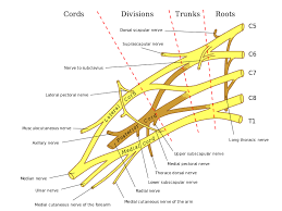 brachial plexus wikipedia