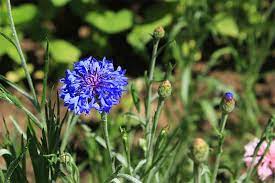 Blue flowers in houston texas. 20 Types Of Blue Flowers A Visual Compendium Trees Com