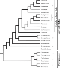Image result for Lophiocarpaceae
