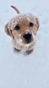 1001 Ideas For Winter Wallpapers And Backgrounds For Your Screen Cute Dogs And Puppies Cute Puppies Super Cute Puppies