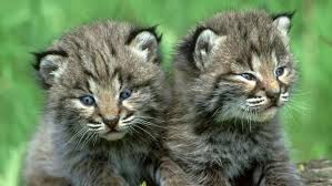 What Is A Baby Bobcat Called Baby Bobcat Cute Puppies And Kittens Wild Cats