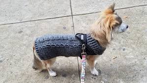 Do Dogs Need Sweaters Reviewed Lifestyle