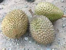Mengenal durian duri hitam alias black thorn atau durian ochee. Penang Kini Rm 882 90 Untuk 3 Biji Durian Duri Hitam Facebook