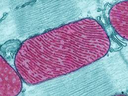 Learn vocabulary, terms and more with flashcards, games do all cells have the same amount? Scientists Find Microbe That Functions Without Mitochondria Shots Health News Npr