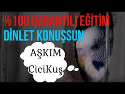 Cicikus Askim Sesi Garantili Muhabbet Kusu Konusturma Egitimi 2 Dinlet Ogrensin Youtube