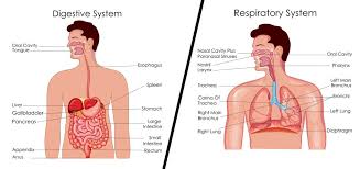 And i've kind of wondered how exactly does it work, maybe just the carbonation that kind of relaxes things in the esophagus and maybe helps that to move down. What Are Esophagus And Trachea Why Are They Located Close To Each Other
