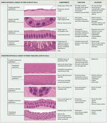 206 Best Epithelial Tissue Images In 2019 Anatomy