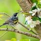 Wednesday Morning Bird Walk event in Milton, MA