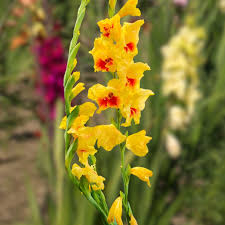 Image result for Gladiolus rubellus
