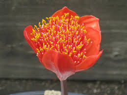 Image result for Haemanthus montanus