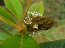 Image result for Croton triqueter