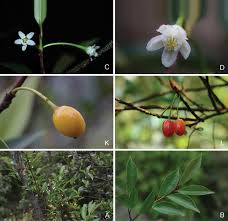 Image result for Erythroxylaceae