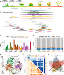 .leaf and floral patterning and in promoting floral organ abscission. Architecture Of Gene Regulatory Networks Controlling Flower Development In Arabidopsis Thaliana Nature Communications