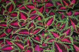 Green And Purple Leaves Green And Purple Purple Green