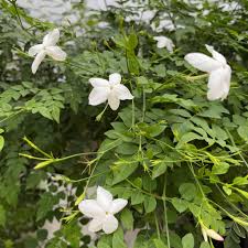 Image result for Jasminum