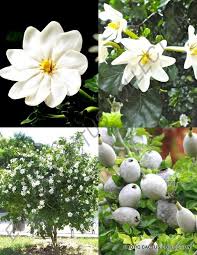 Image result for Gardenia ternifolia