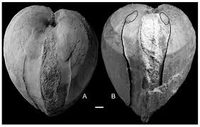 Image result for Dissotis falcipila