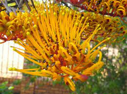 Grevillea (grevillea robusta), also known as silk oak, is a tree from the proteaceae family. Australian Silver Oak Or Silky Oak The Photographic Journey Of Bulldog