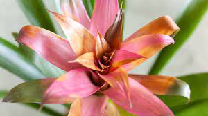 And it makes sense, because a good. Bromeliads Plant Care And Growing Guide