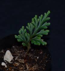 Image result for Selaginella afrorum