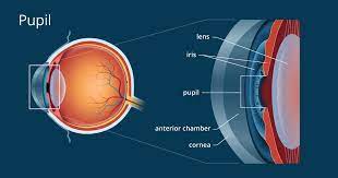 Pupil synonyms, pupil pronunciation, pupil translation, english dictionary definition of pupil. Pupil Definition And Detailed Illustration